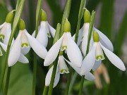 Galanthus rizehensis 352 20241205 0004