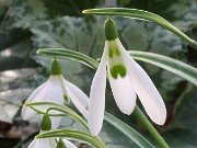 Galanthus x valentinei 12837 20210204 0002