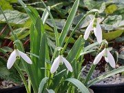 Galanthus x valentinei 12837 20210204 0003
