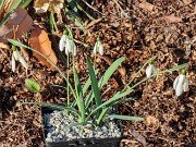 Galanthus x valentinei 12854 20241227 0003