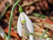 Galanthus x valentinei 12854 20241227 0008