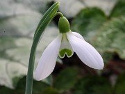 Galanthus x valentinei 13276 20210206 0002