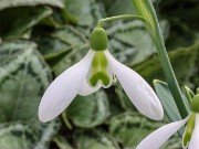 Galanthus x valentinei 13283 20210206 0002
