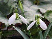 Galanthus x valentinei 13283 20210206 0003