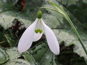Galanthus x valentinei 13302 20210206 0002