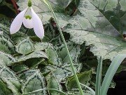 Galanthus x valentinei 13302 20210206 0003