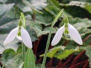 Galanthus x valentinei 13308 20210204 0002