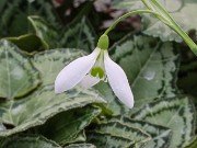 Galanthus x valentinei 13309 20210206 0002