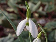 Galanthus x valentinei ACQ11279 20180126 0002