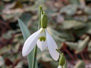 Galanthus x valentinei ACQ11279 20180208 0002