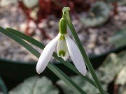 Galanthus x valentinei ACQ11288 20180126 0002