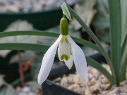 Galanthus x valentinei ACQ11288 20180208 0003