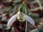 Galanthus x valentinei ACQ11354 20180120 0002