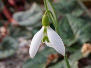 Galanthus x valentinei ACQ11382 20180126 0002