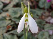 Galanthus x valentinei ACQ11382 20180208 0002