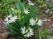 Pancratium illyricum 20220426 0001