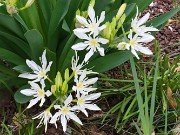 Pancratium illyricum 20220426 0002