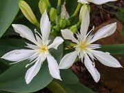 Pancratium illyricum 20240430 0001