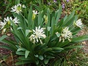 Pancratium illyricum 20240430 0002