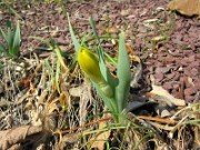 Sternbergia vernalis 0002