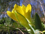 Sternbergia vernalis 0007