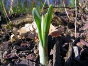 Sternbergia vernalis 0008