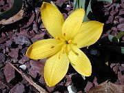 Sternbergia vernalis 010001