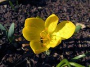 Sternbergia vernalis 11007