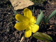 Sternbergia vernalis 11008