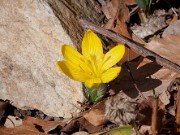 Sternbergia vernalis 11009