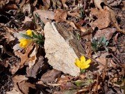 Sternbergia vernalis 11010