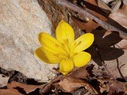 Sternbergia vernalis 11011
