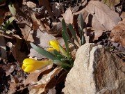 Sternbergia vernalis 11012