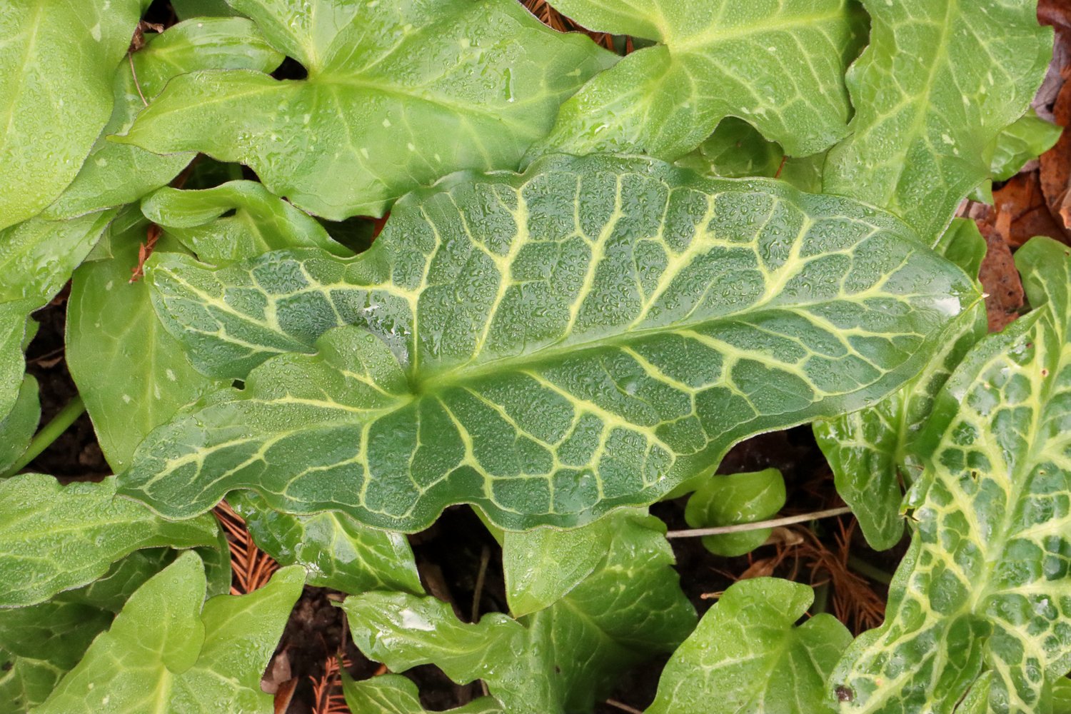 Arum