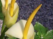 Arum creticum 20240313 0001