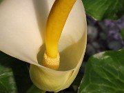 Arum creticum 20240313 0006