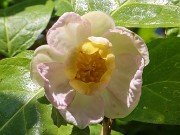 Podophyllum peltatum 20210523 0002