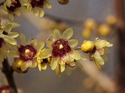 Chimonanthus