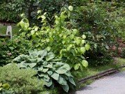 Sinocalycanthus