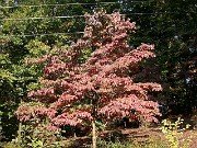 Cornus florida fall color 0004