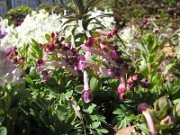 Corydalis kusnetzovii x Corydalis decipiens Drops of Claret 0002