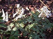 Corydalis ornata 0003