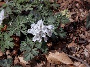 Corydalis ornata 0006