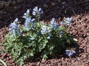 Corydalis ornata 20110003