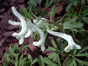 C. angustifolia