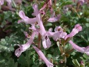C. paschei