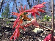 Aesculus