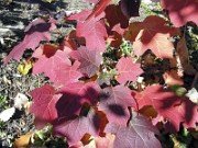 Hydrangea