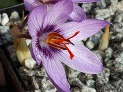 Crocus palassii Homeri 20241030 0003