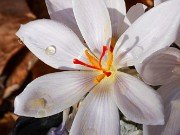 Crocus hatayensis 20241030 0001